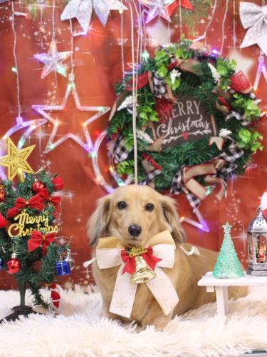 20231209モカちゃん